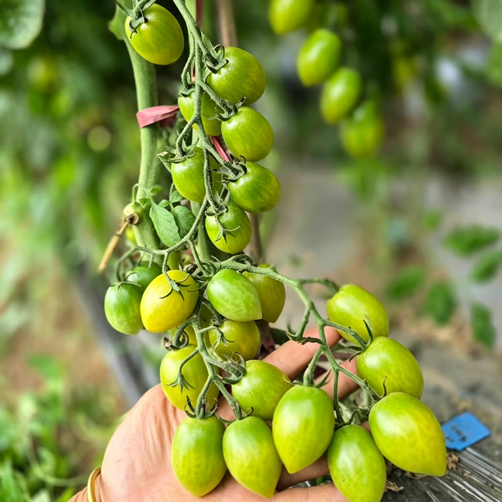 619 Green Envy F1 Tomato