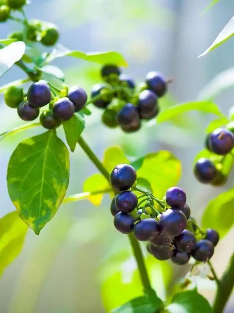 "Jinlong" Black Nightshade