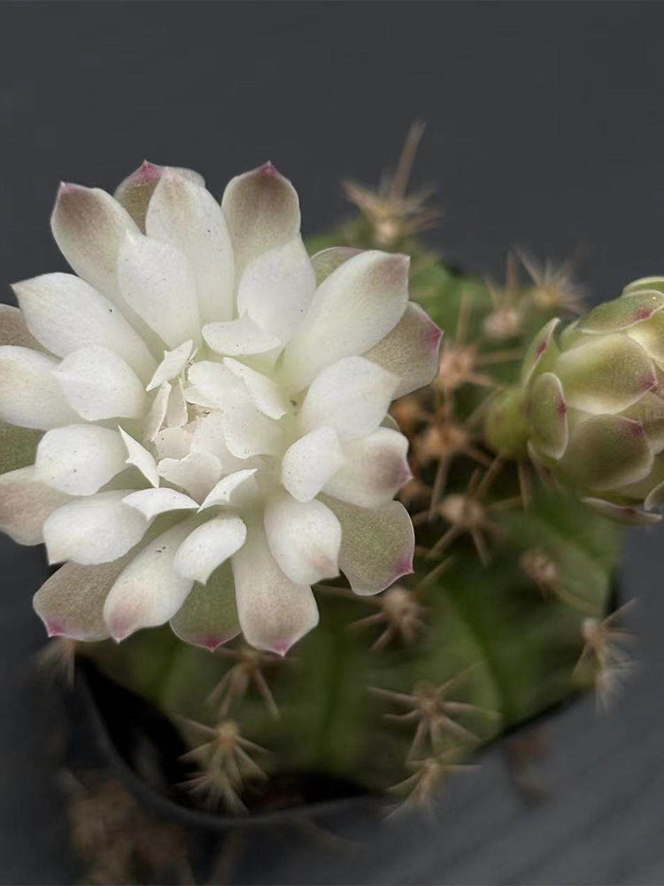 Gymnocalycium anisitsii