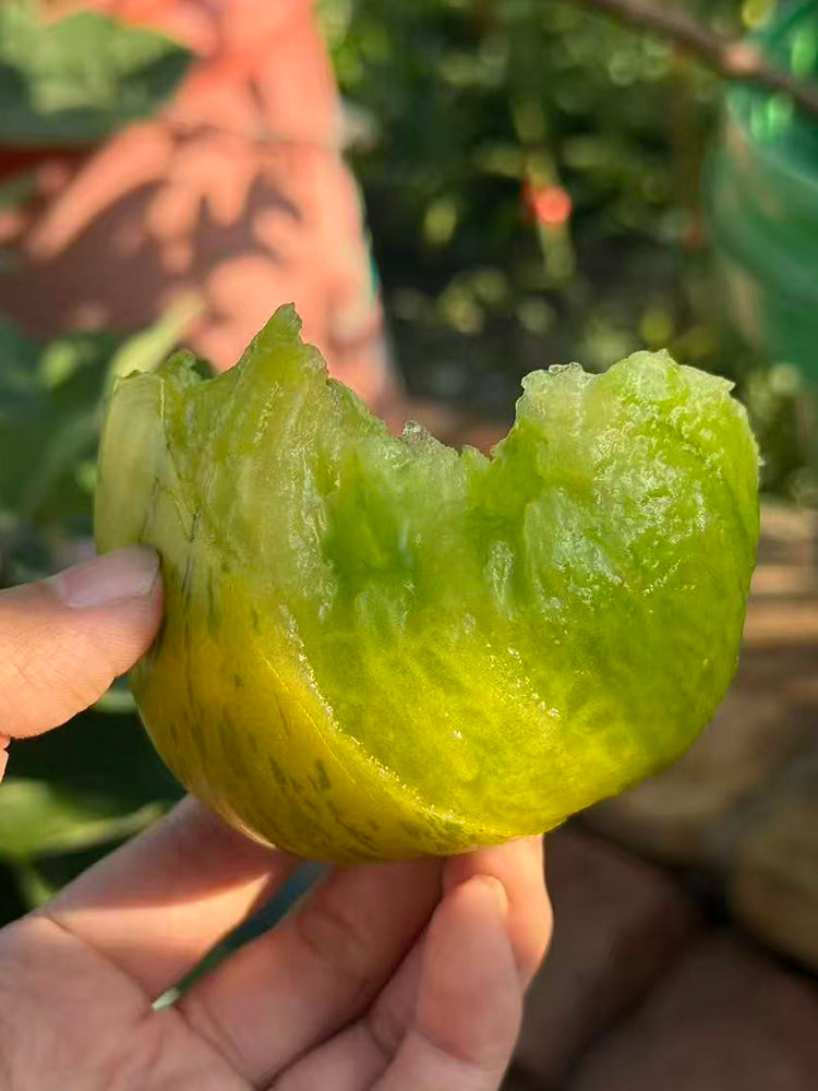 1066 Touquet Vert Tomato