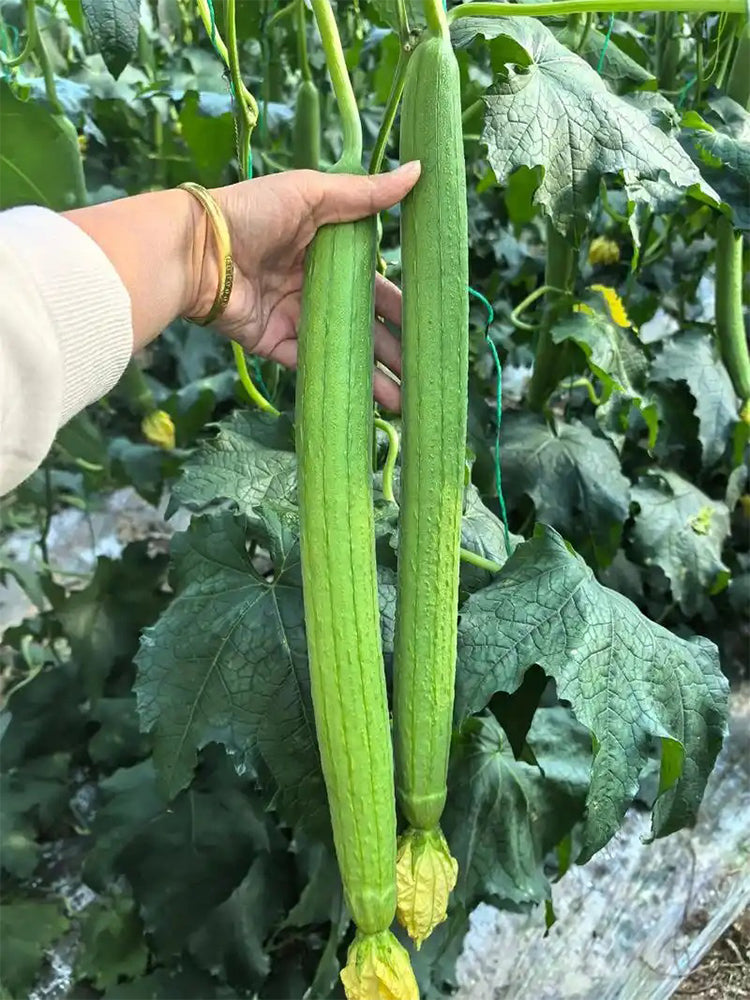 Thailand Medium Green Luffa