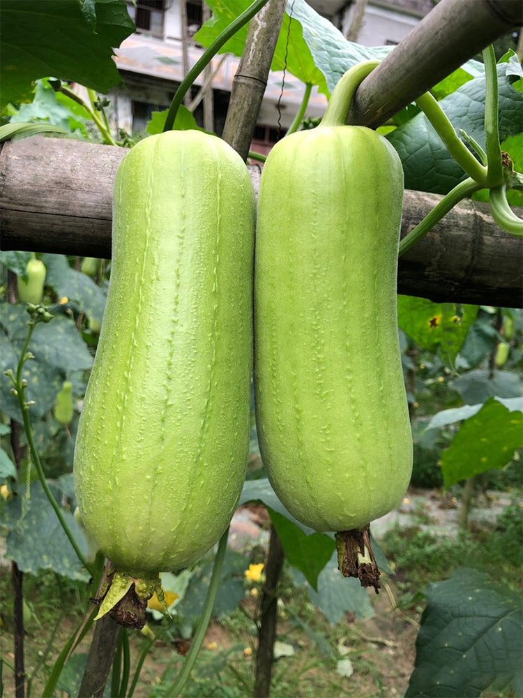 'Xiangyubai' Luffa