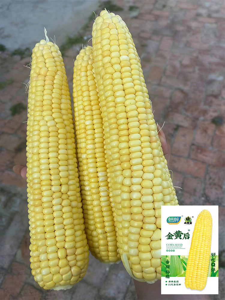 Golden Queen Waxy Corn