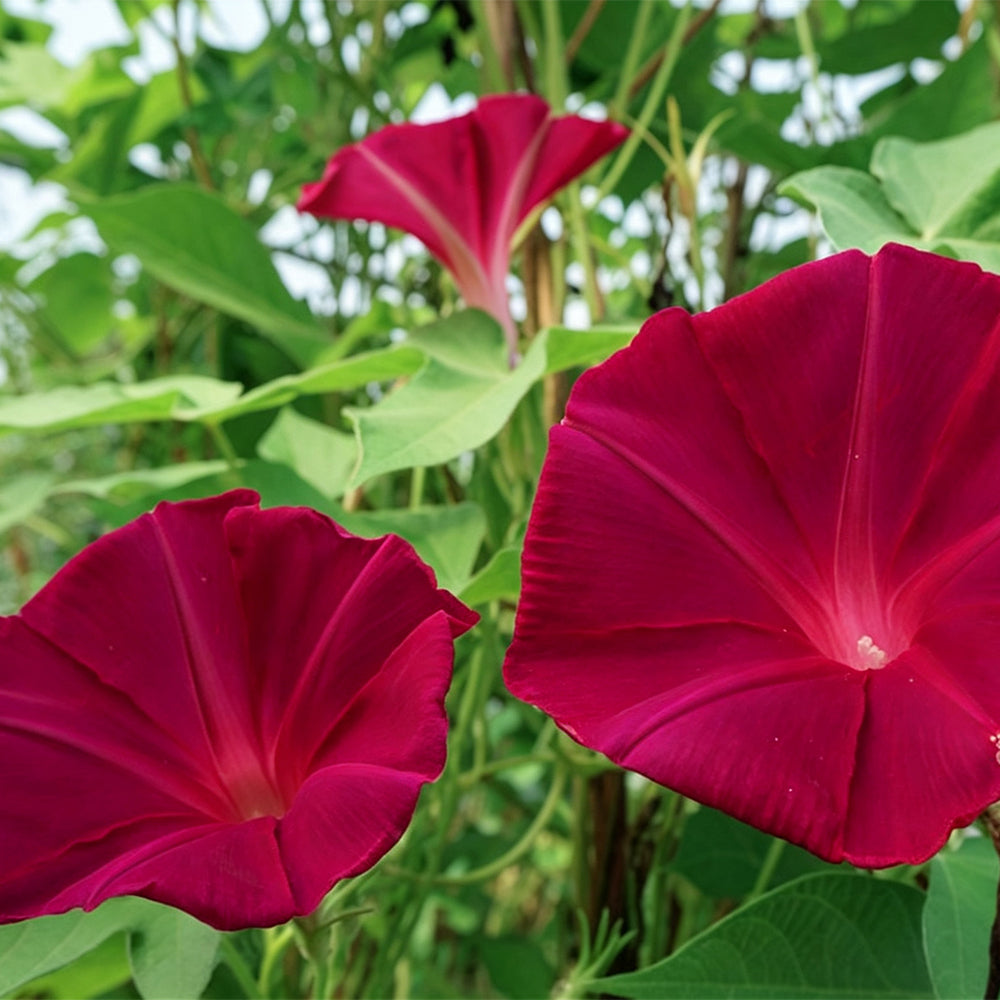 Red Queen Morning Glory