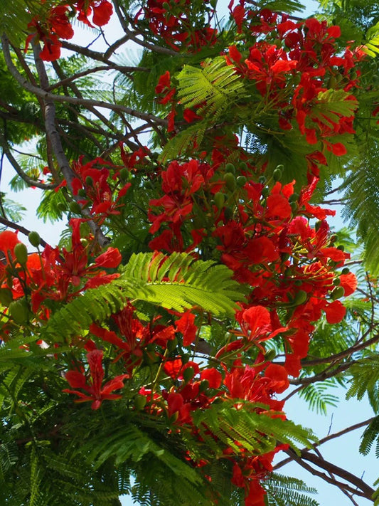 Royal Poinciana