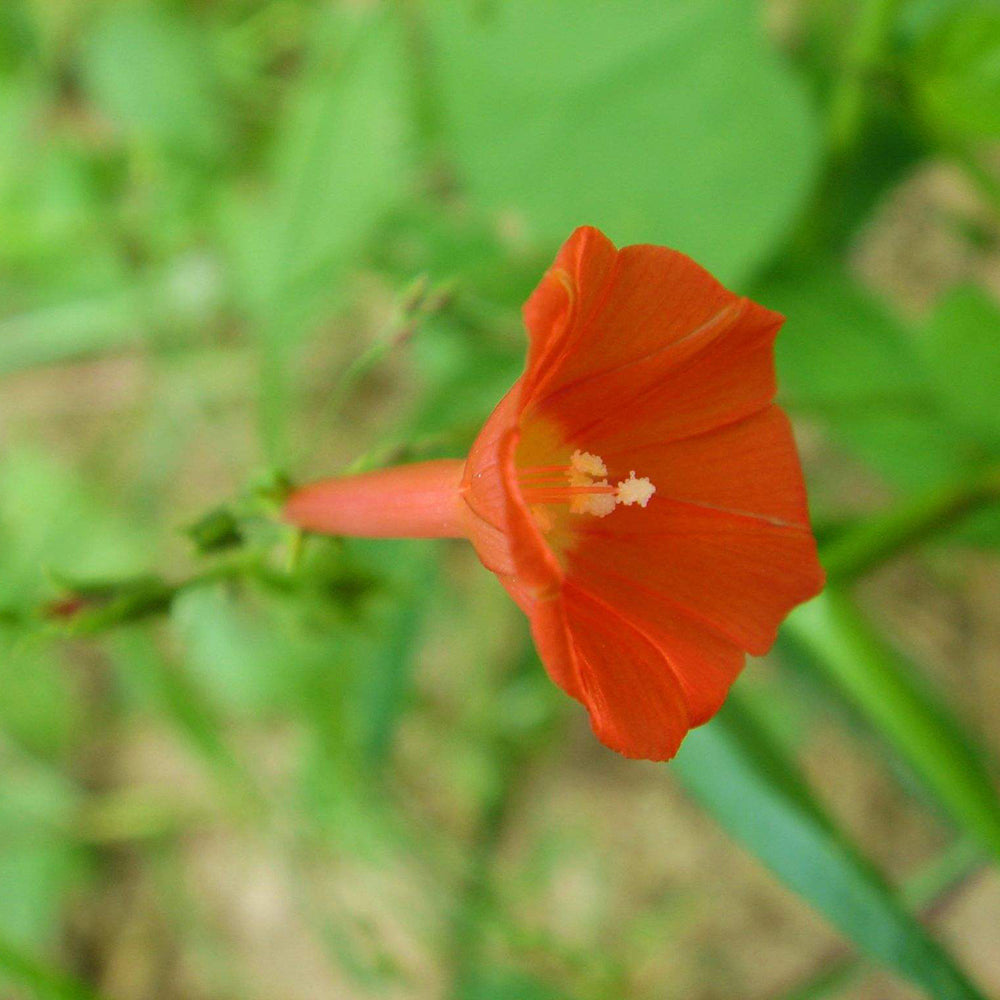 W956 Orange-Red Roundleaf Morning Glory