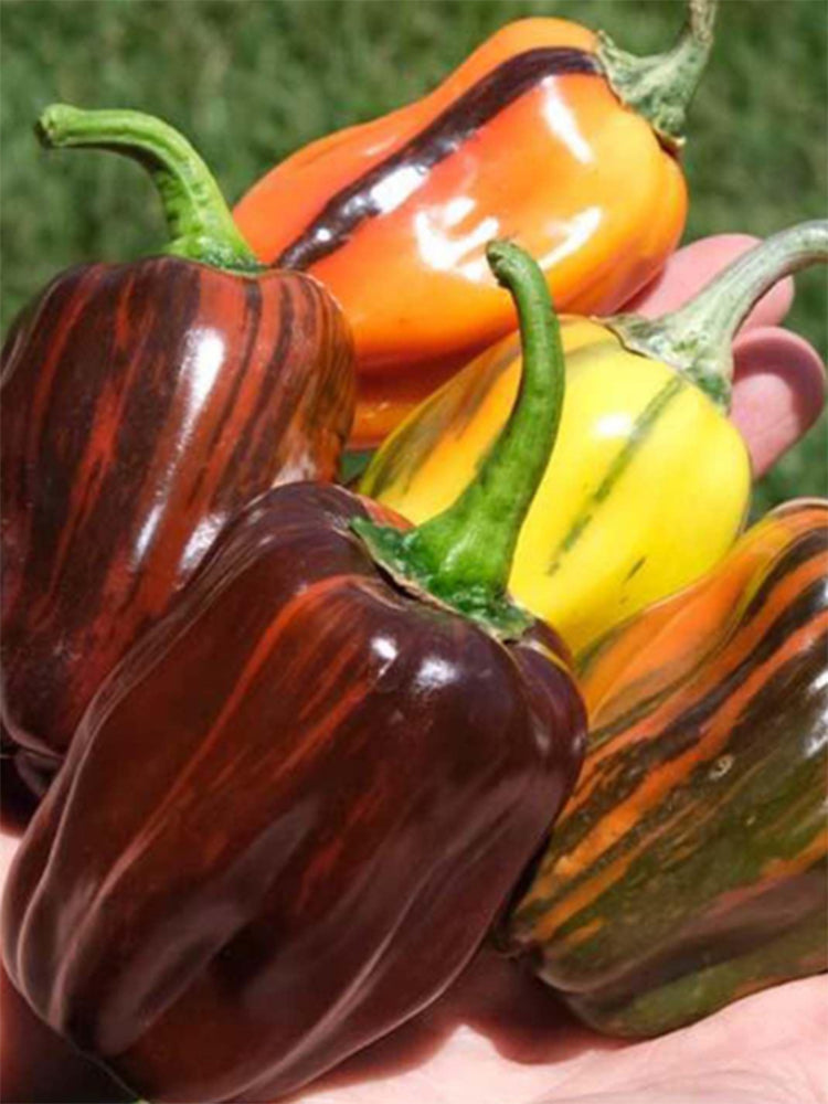 'Candy' Sweet Pepper