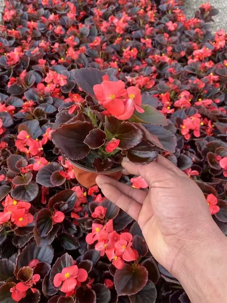 Bronze Leaf Red Flower Begonia