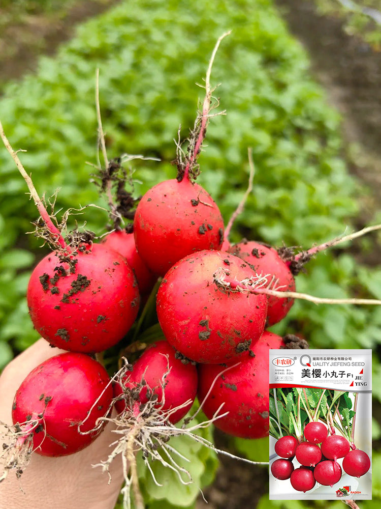Meiying Cherry Radish