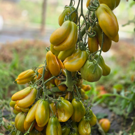 695 Phil's Tri-Color Tomato