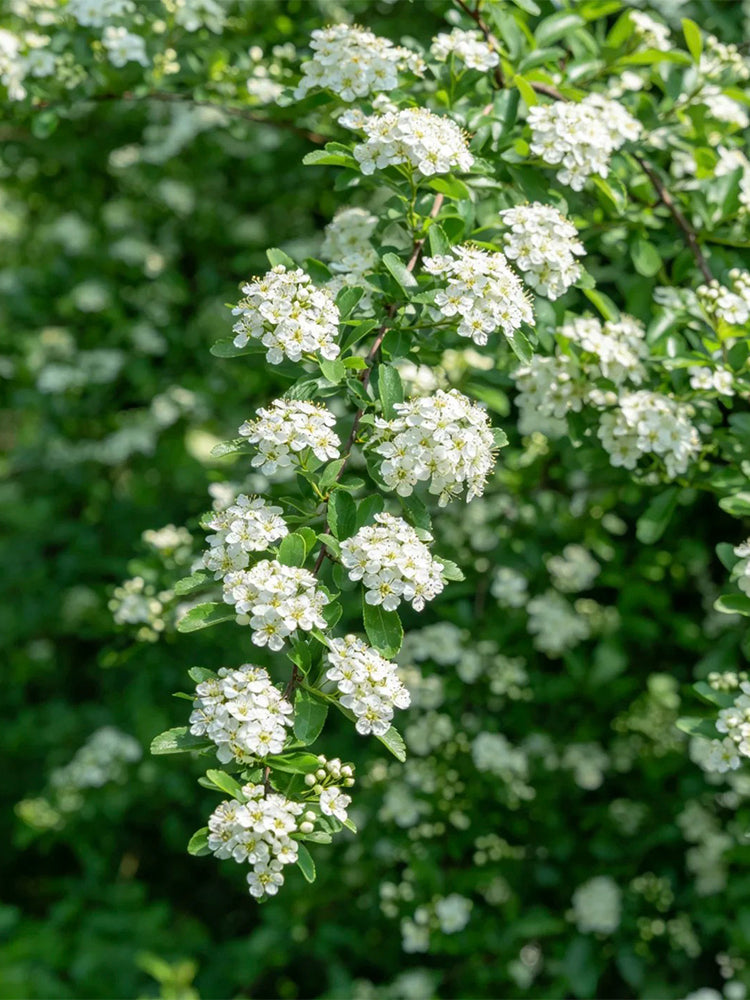 Red Firethorn