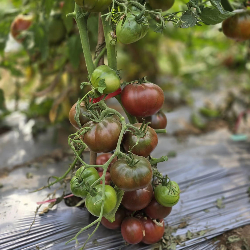 798 Orange Red Cherokee Tomato