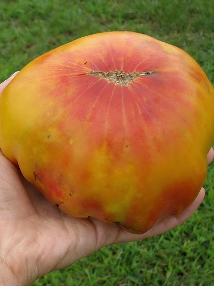 Cocktail Fruit Tomato