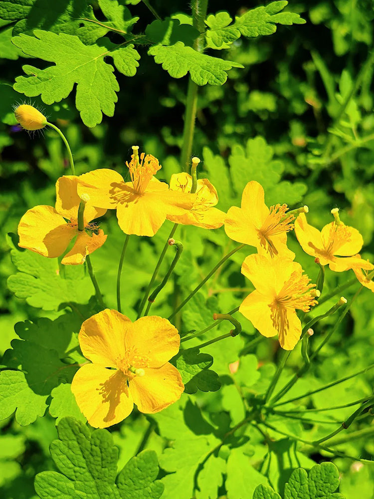 Greater Celandine