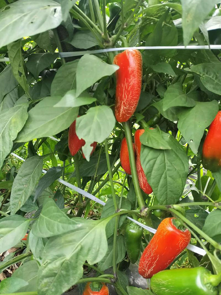 Sausage Pepper