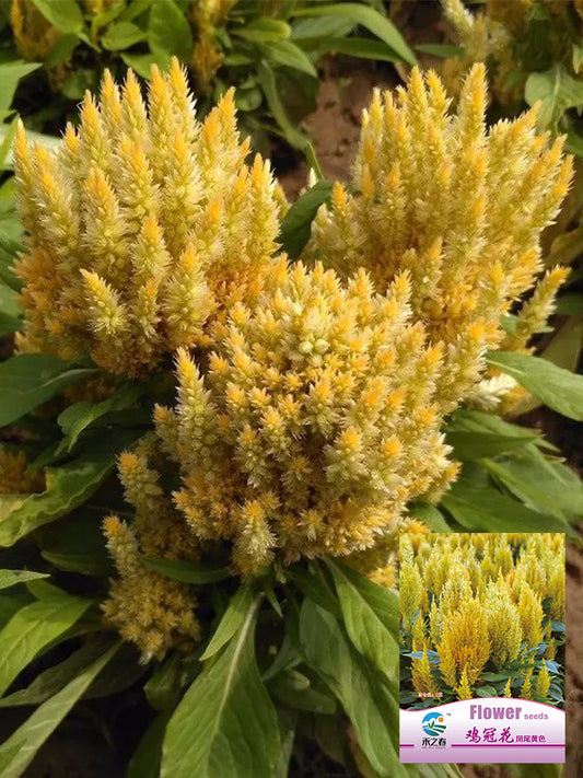 Hezhichun Yellow Feathered Cockscomb