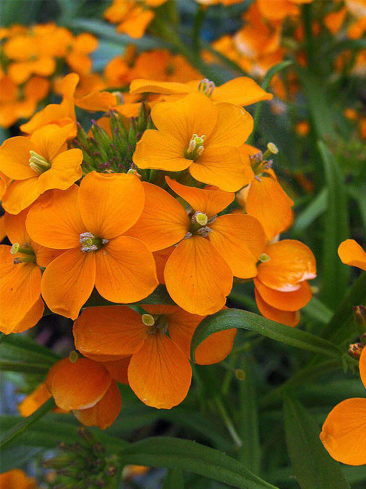 Orange Wallflower