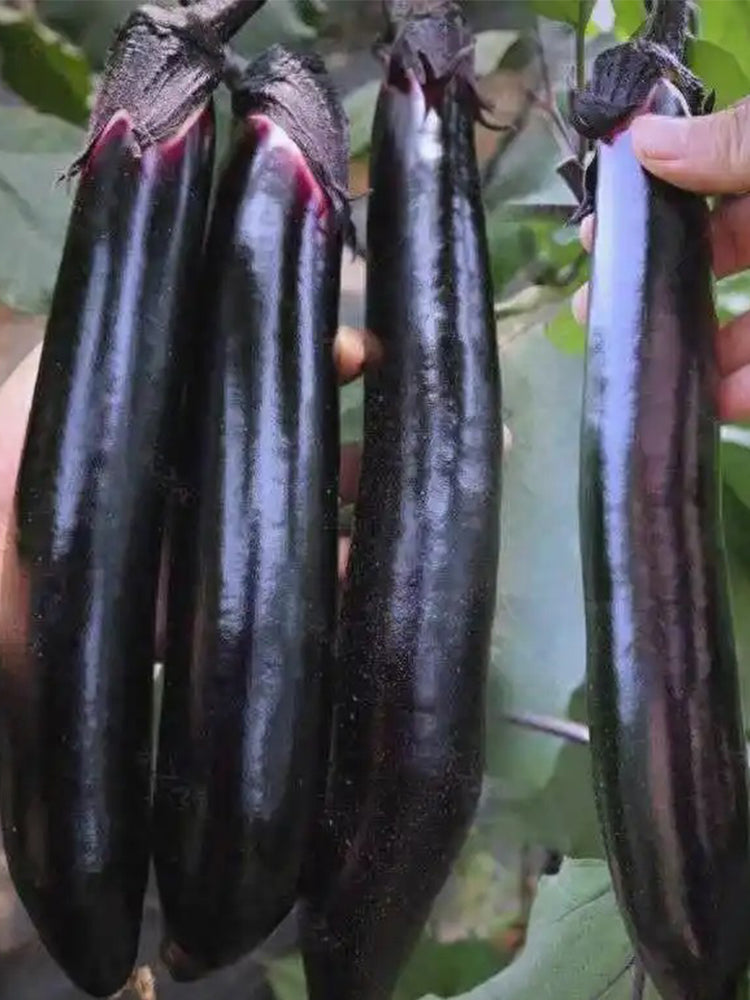 Spring-Autumn Long Eggplant