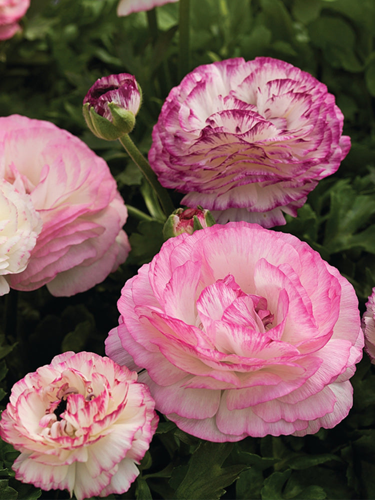 Hezhichun Ranunculus