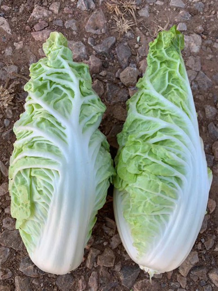 Chunmei F1 Hybrid Chinese Cabbage