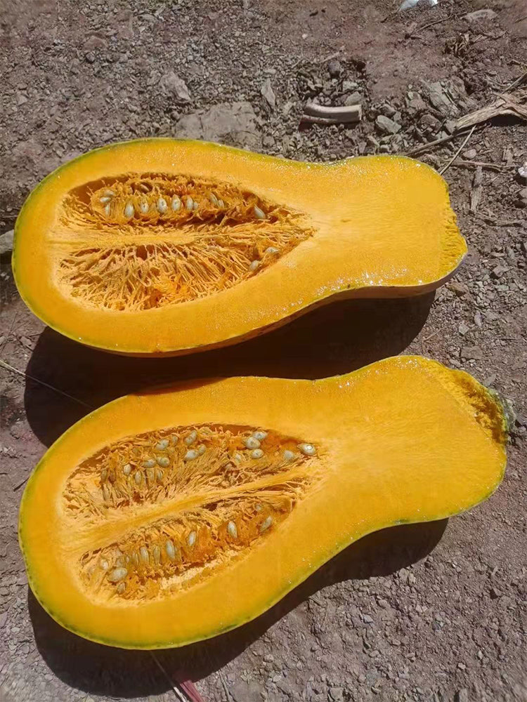 'Jiemei' Miben Pumpkin