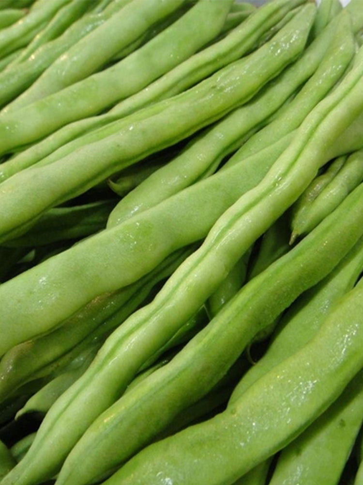 'Shuangqing Yudou' Snap Bean