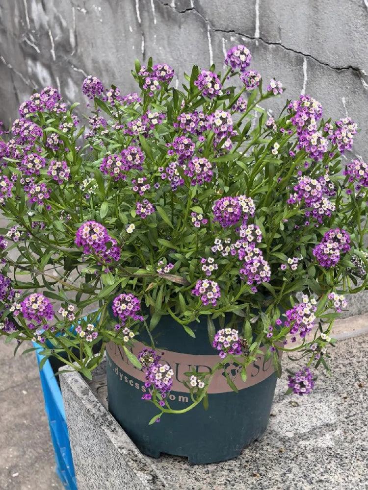 Purple Sweet Alyssum