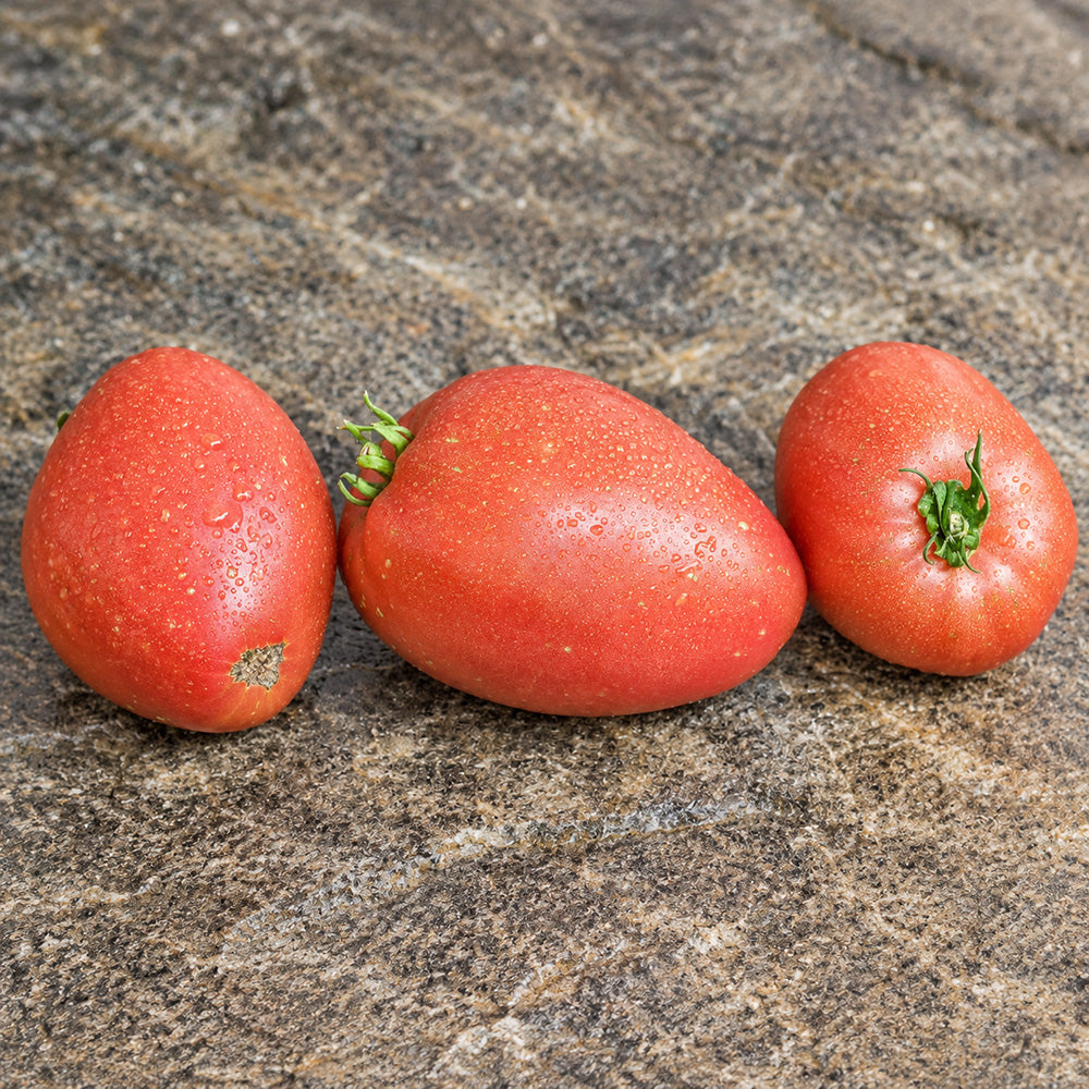 81 Mazarini Tomato