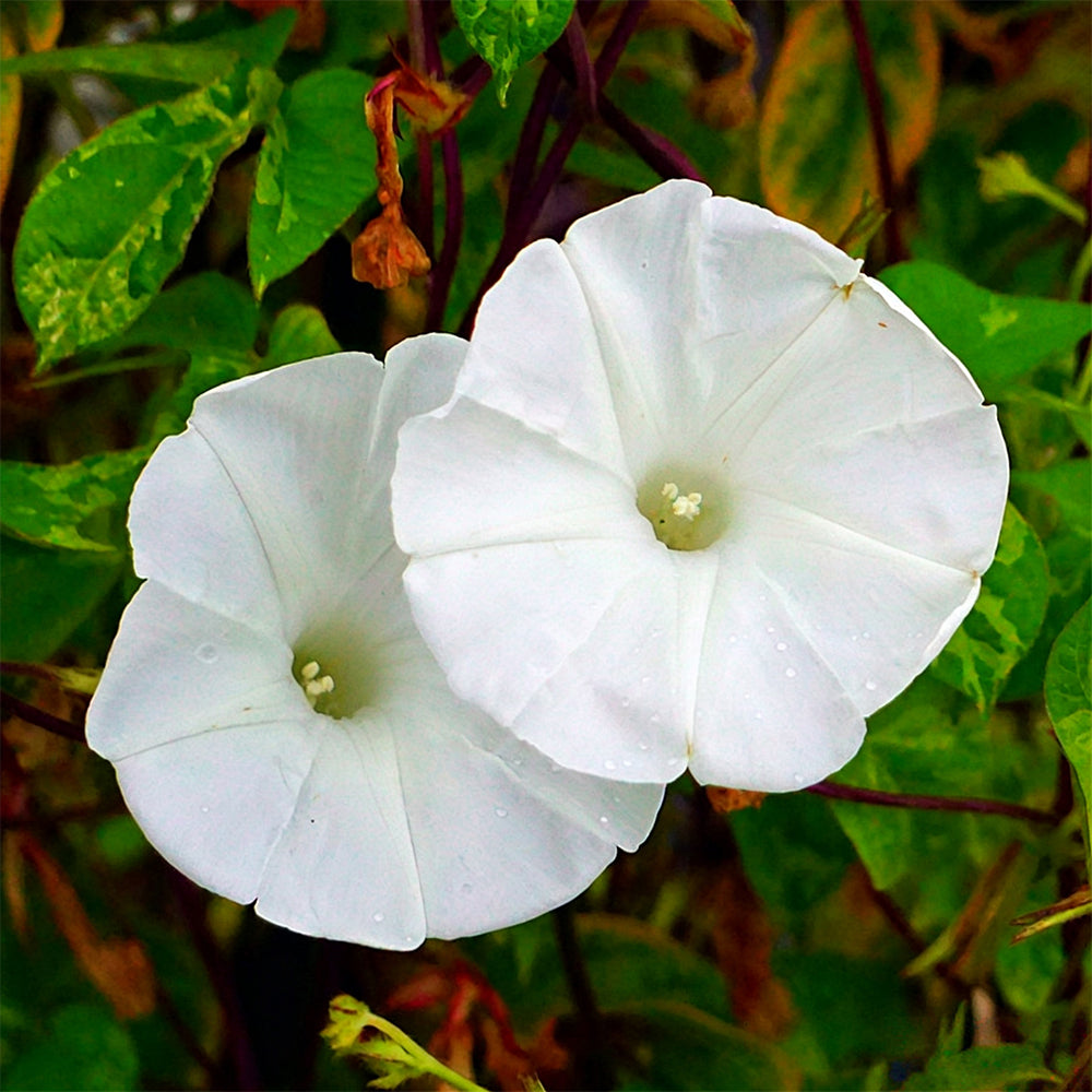 Polar Fox Morning Glory