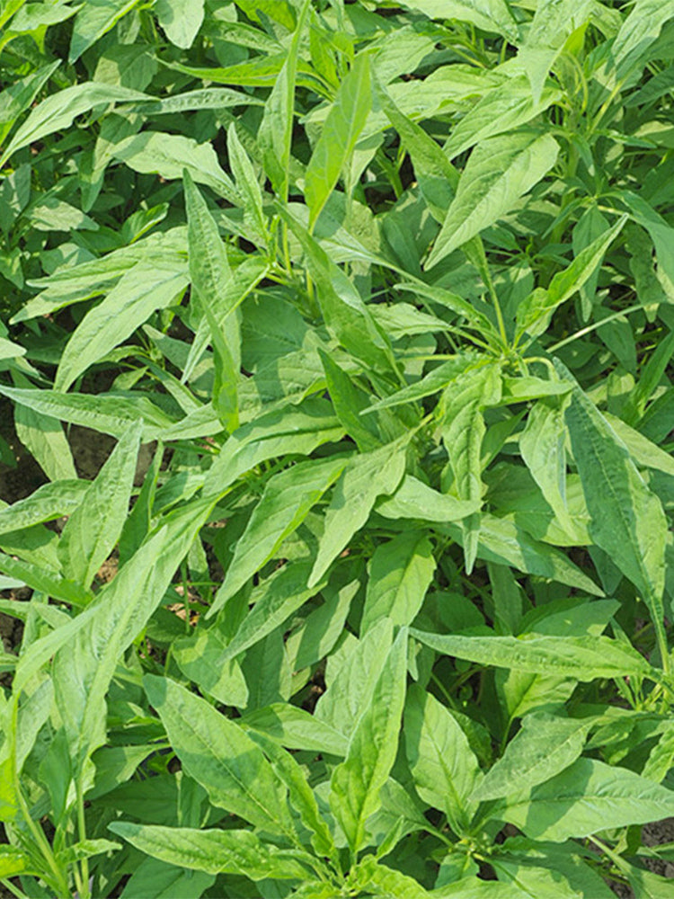 Willow-Leaf Amaranth