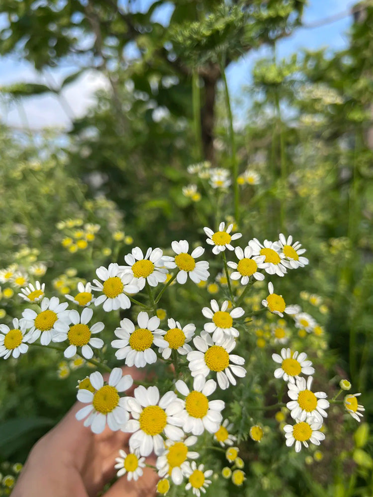 Cut Flower Chamomile
