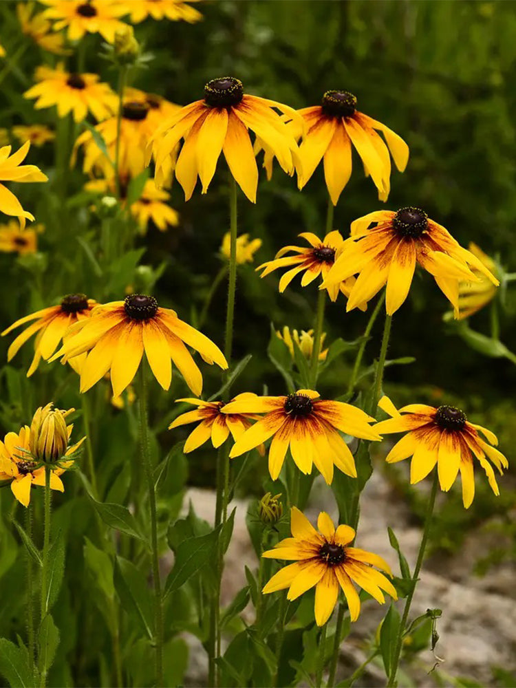 Hezhichun Tall Black-eyed Susan