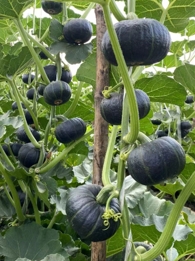 Green Baby Mini Pumpkin
