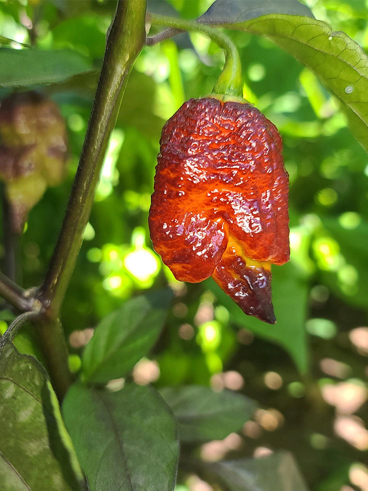 Purple Gator Jigsaw Ghost Pepper