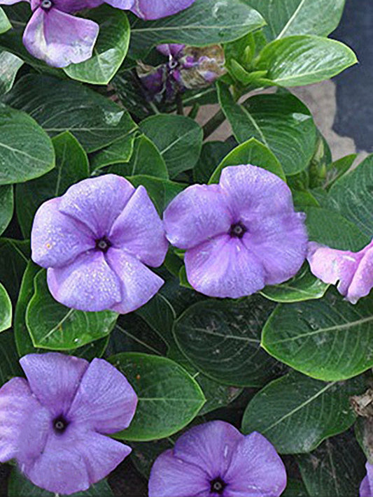 Blue Madagascar Periwinkle (Catharanthus roseus)