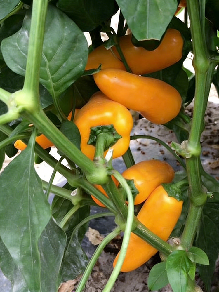 Mini Yellow Sweet Pepper