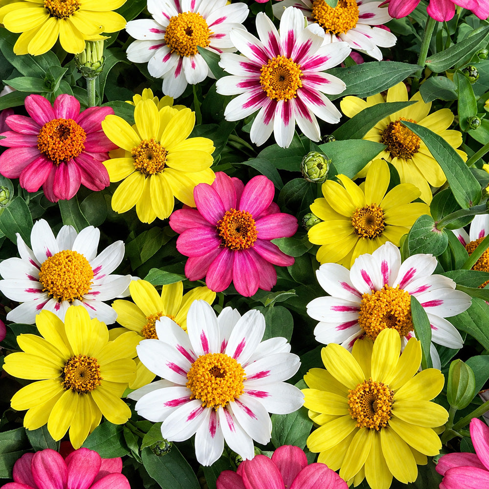 W1341 Dwarf Small-Flowered Zinnia Mix