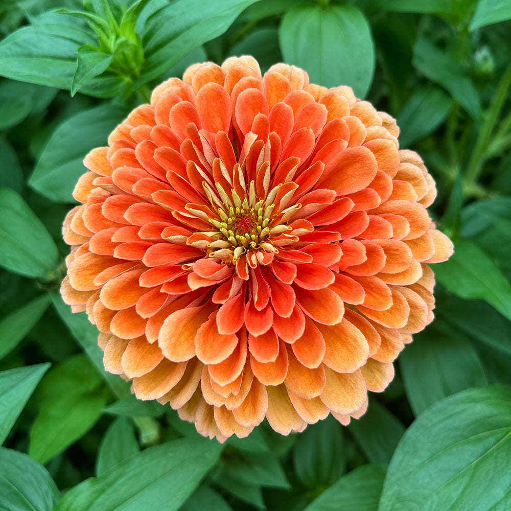 W1352 Large-Flowered Orange Zinnia