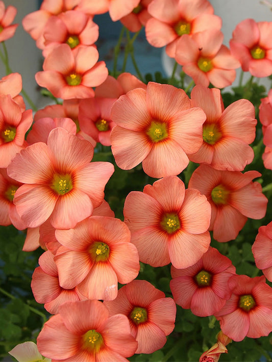 Oxalis obtusa Series Bulb - 'Sp. Charm Orange'