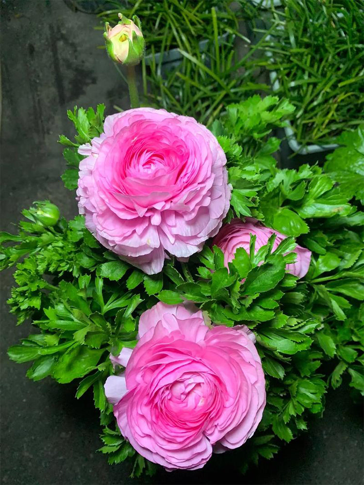 Hezhichun Ranunculus