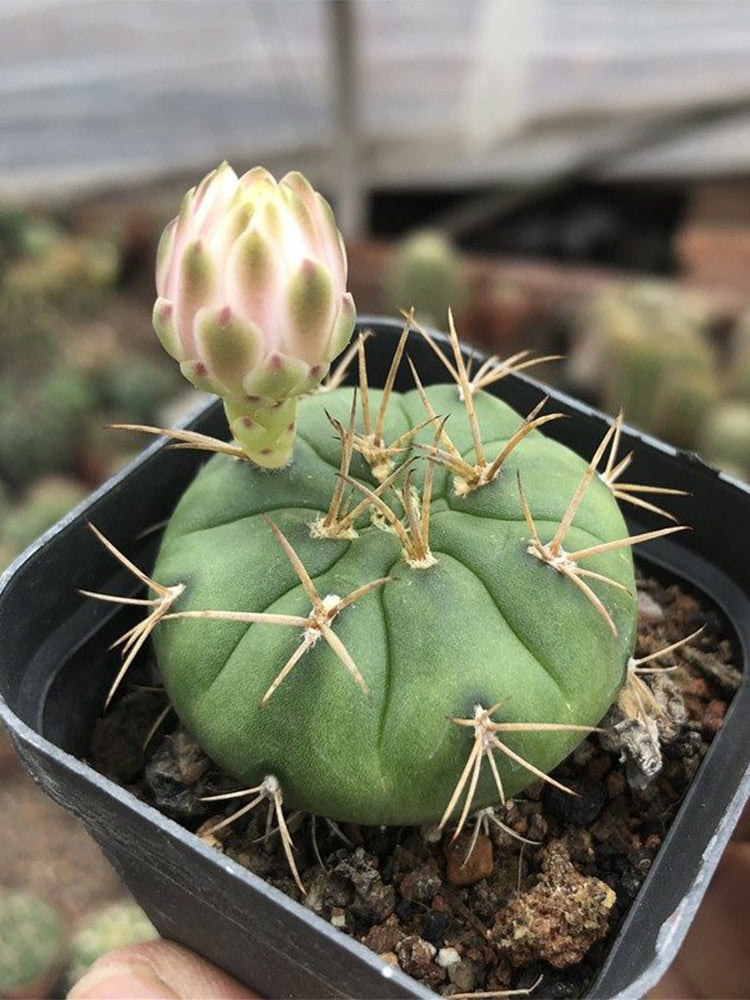 Gymnocalycium eurypleurum