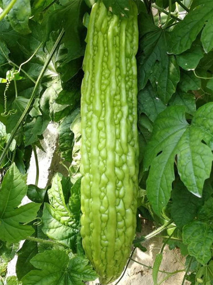 'Saibi' Green Bitter Gourd