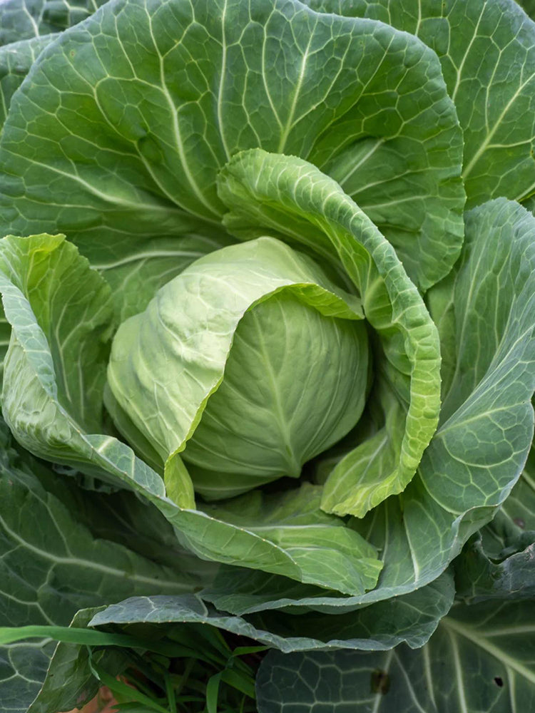 Apple Cabbage