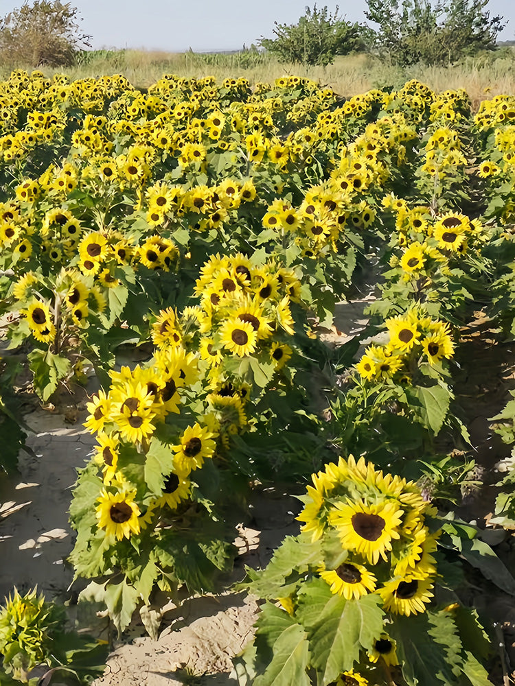 Duotou Nuanyang Sunflower