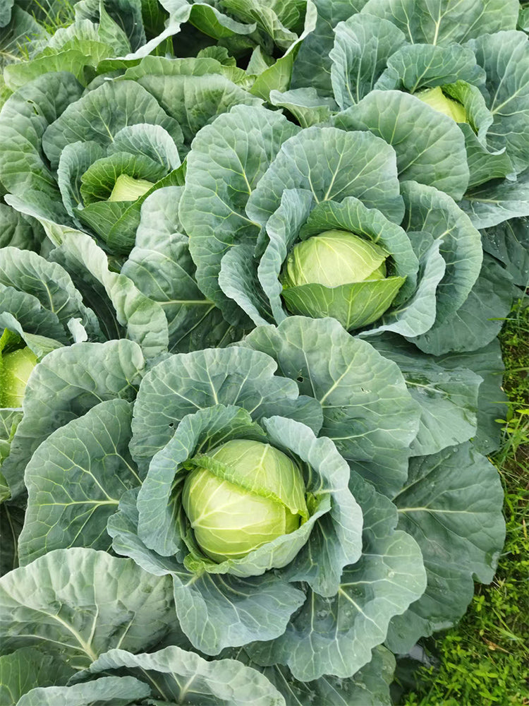 'Xingyou' Fruit Cabbage