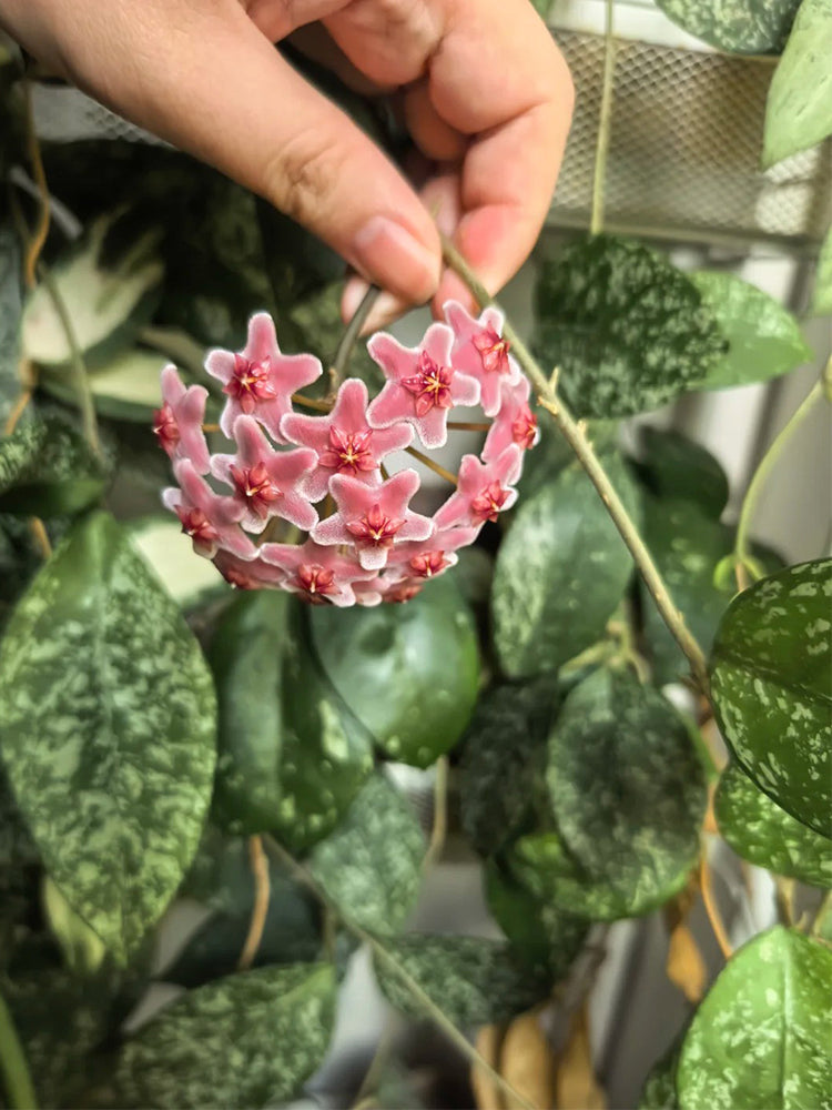 Hoya carnosa 'Freckles Splash' Unrooted Stem Cuttings