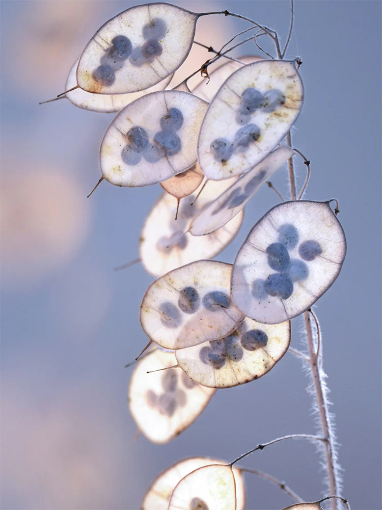 Silver Dollar Plant