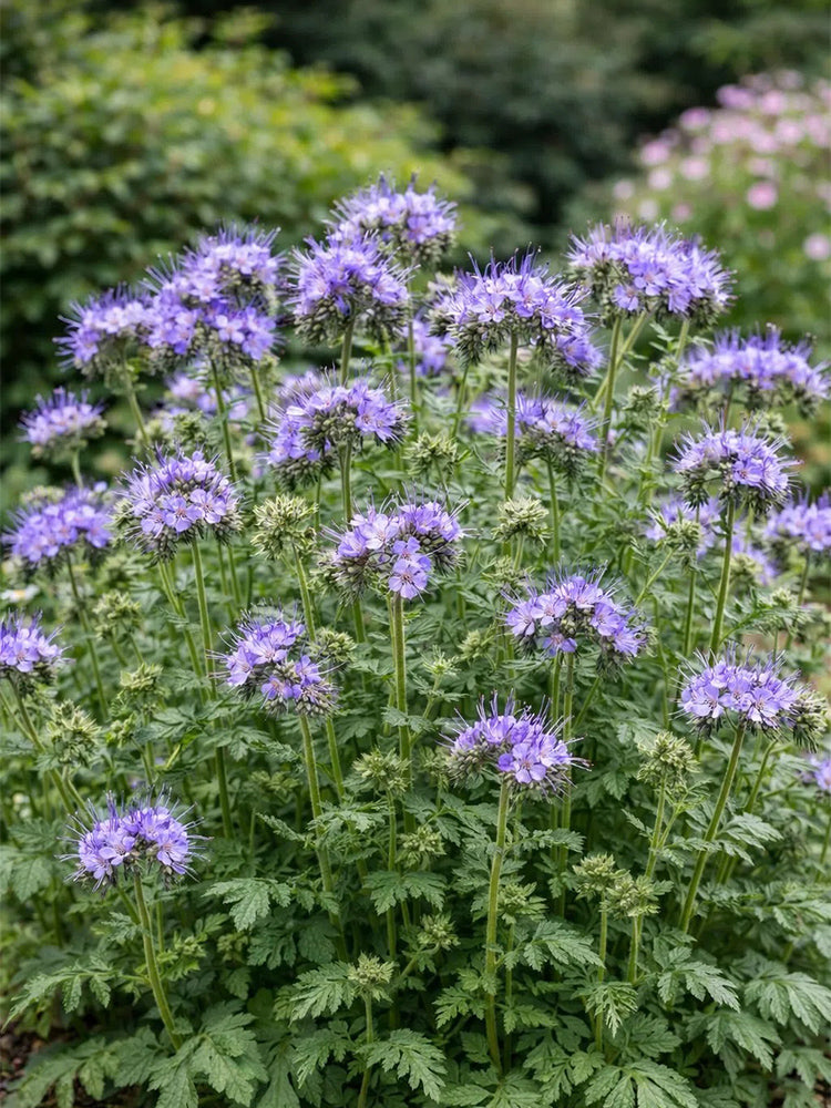 Lacy Phacelia