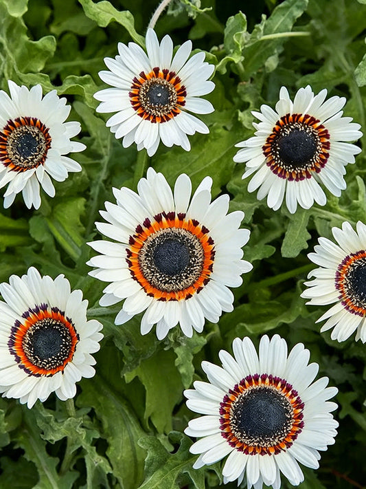 Double White Cape Daisy