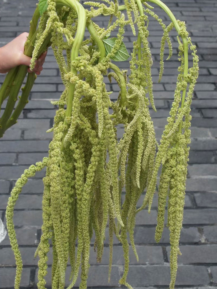 Green Love-lies-bleeding Flower